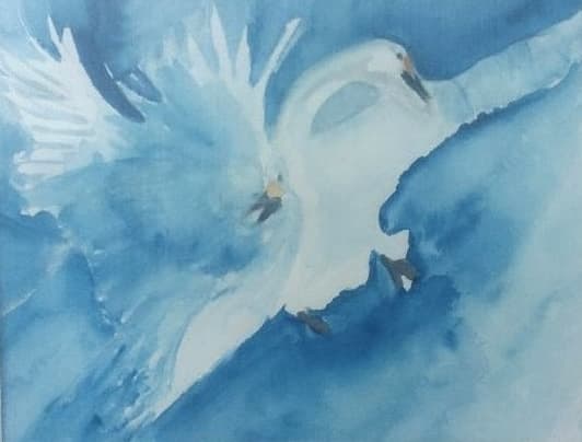 Watercolor painting of two white swans with outstretched wings against a textured blue background.